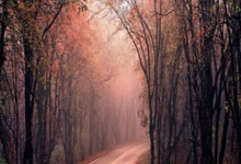 开云下载-意大利队伍勇夺亚军，荣耀归来